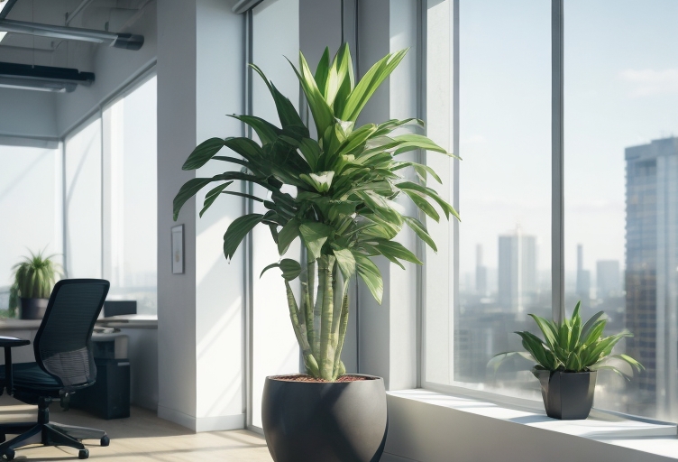 Yucca elephantipes mit hohem, robustem Stamm und spitzen Blättern in der Nähe eines Fensters in einem modernen Büro